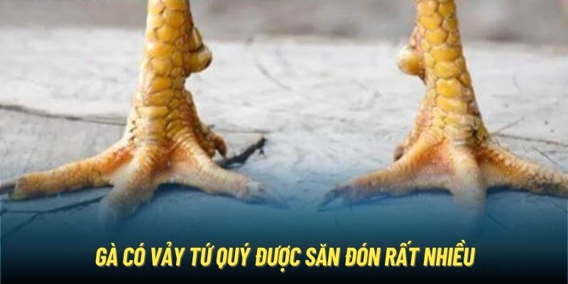 Gà có vảy tứ quý được săn đón rất nhiều