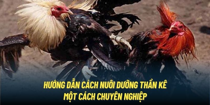 Hướng dẫn cách nuôi dưỡng thần kê một cách chuyên nghiệp