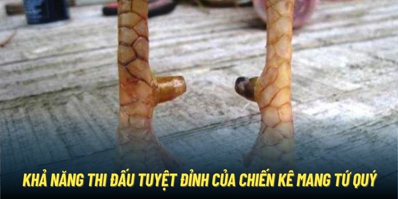 Khả năng thi đấu tuyệt đỉnh của chiến kê mang tứ quý